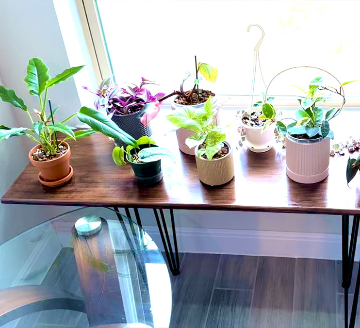 Window Plant Table With Metal Hair PIN Legs by Mindful Creations Woodworking