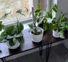 Window Plant Table With Metal Hair PIN Legs by Mindful Creations Woodworking